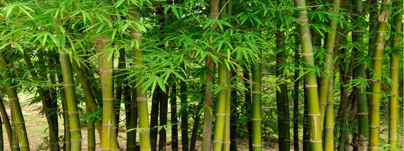 Bamboo Removal Services